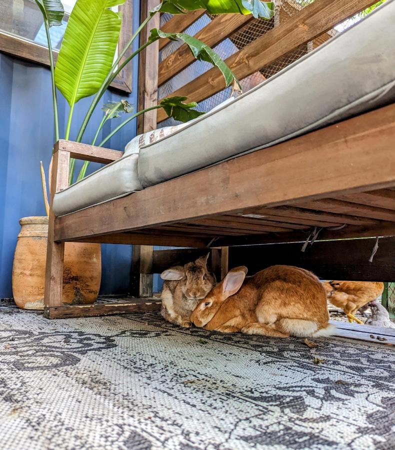 Cozy Af Tiny-House Oasis Villa Tampa Dış mekan fotoğraf