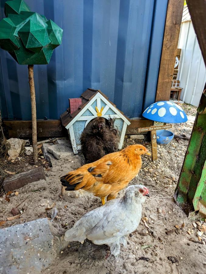 Cozy Af Tiny-House Oasis Villa Tampa Dış mekan fotoğraf